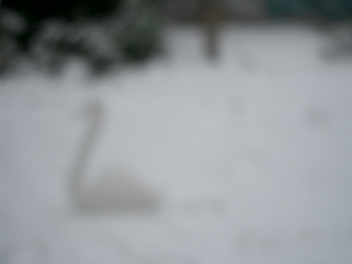Even more swans  - Detail 4
