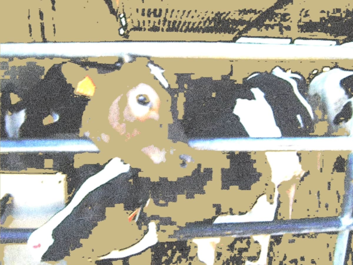Ganado - Detail 1
