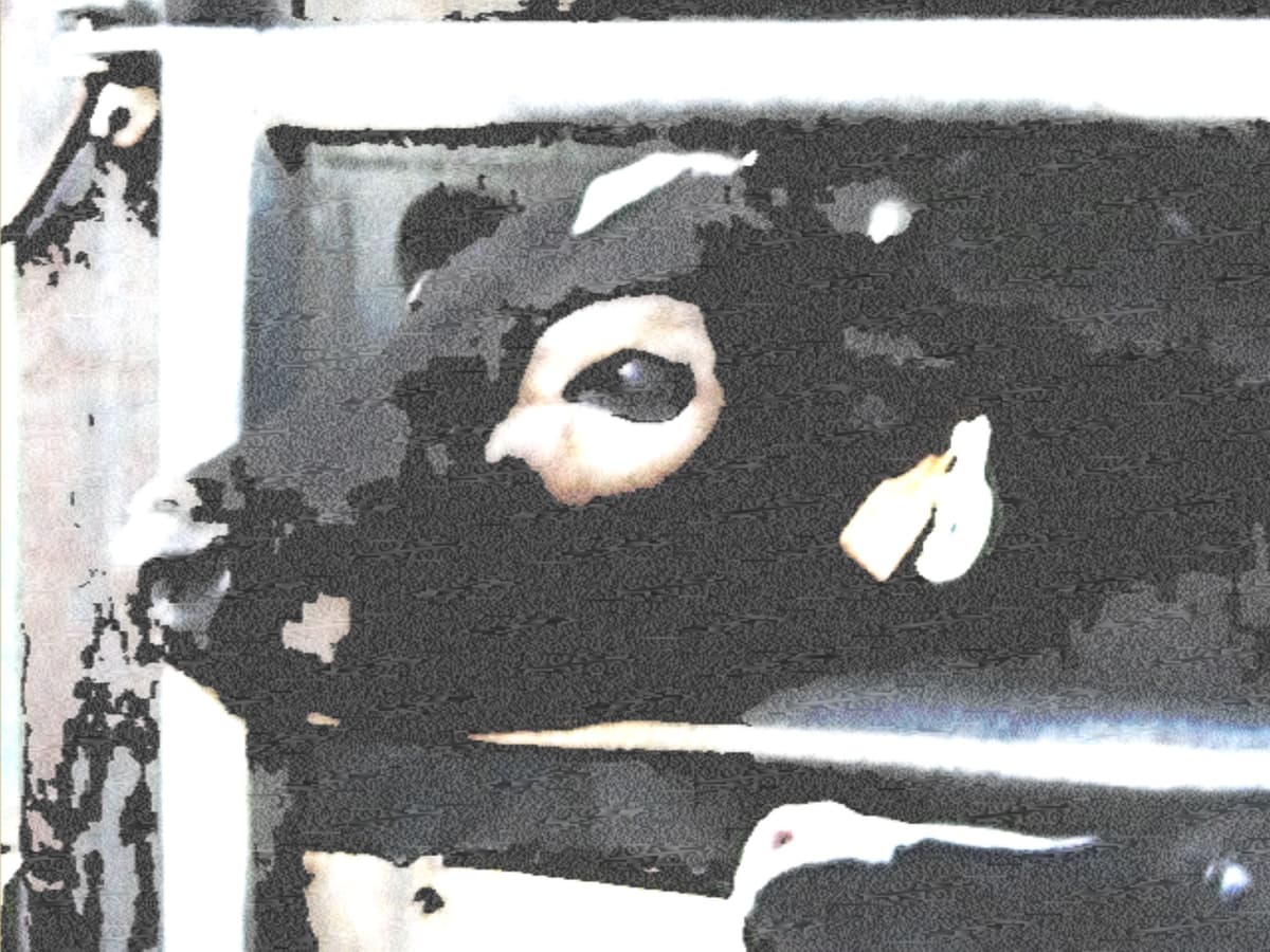Ganado - Detail 8