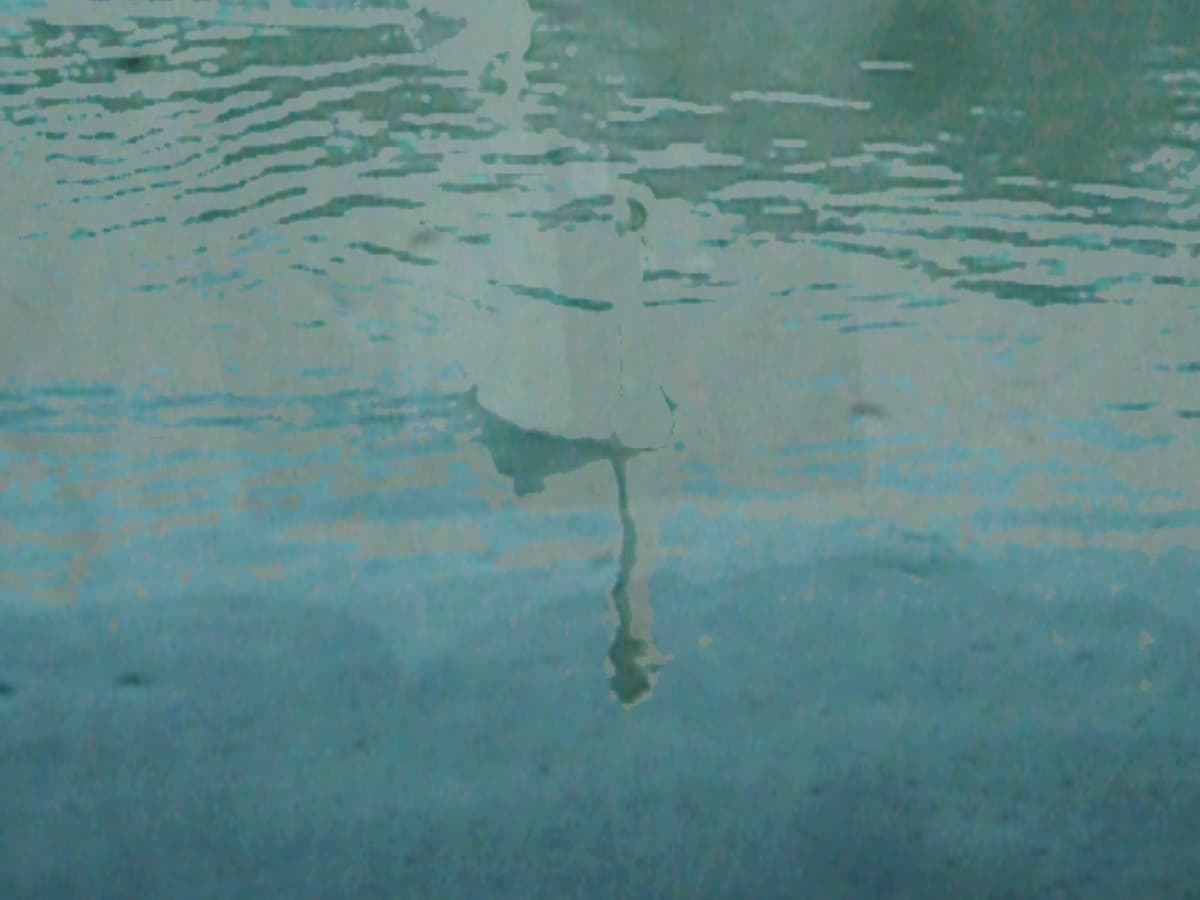 More Swans - Detail 1