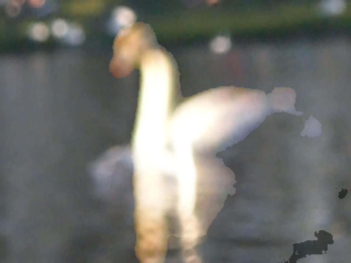 The Swans - Detail 5