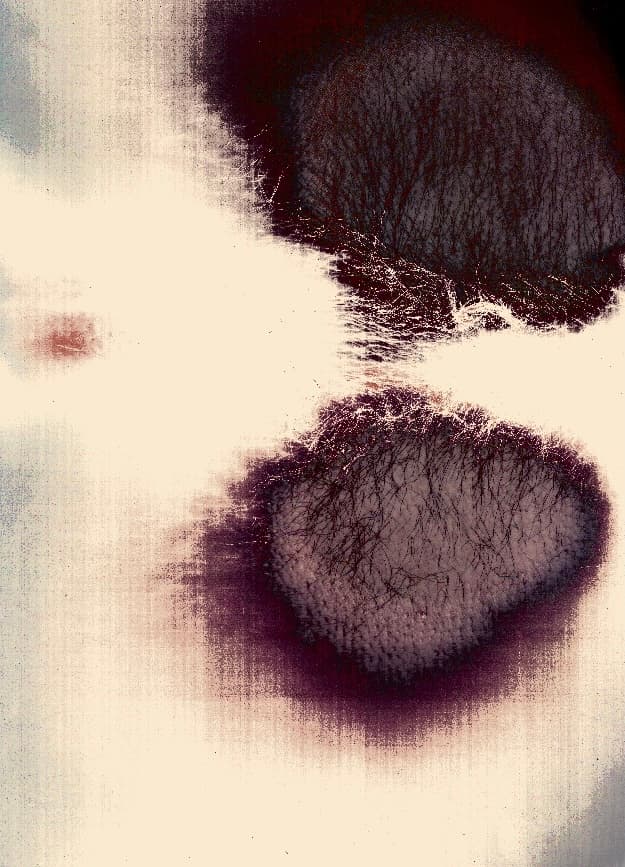 Traces - Detail 2